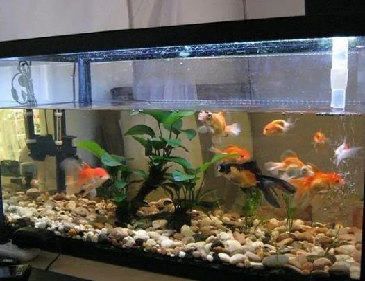 魚缸不養水可以直接放魚嗎?養魚真的可以改善風水嗎 魚缸不養水可以直接放魚嗎?養魚真的可以改善風水嗎