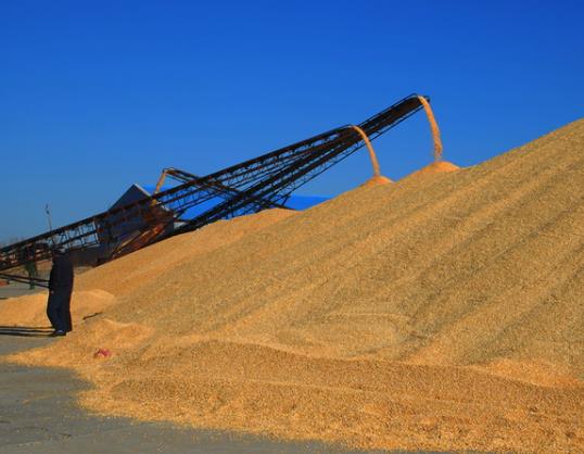包地糧食補貼應該給誰?2023年糧食補貼是按年還是按季度發 包地糧食補貼應該給誰?2023年糧食補貼是按年還是按季度發
