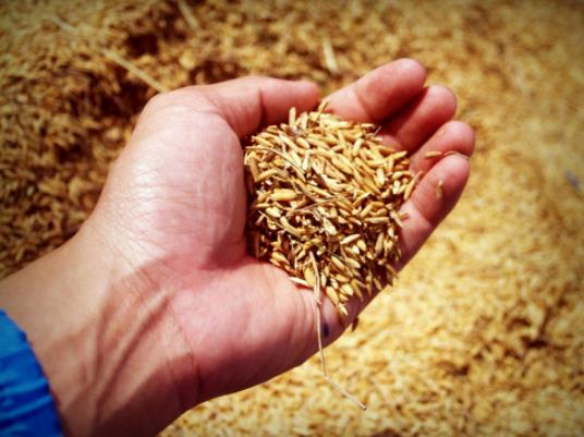 社保卡不激活糧食補貼能打進去嗎?2023糧食補貼是一次性到賬嗎 社保卡不激活糧食補貼能打進去嗎?2023糧食補貼是一次性到賬嗎