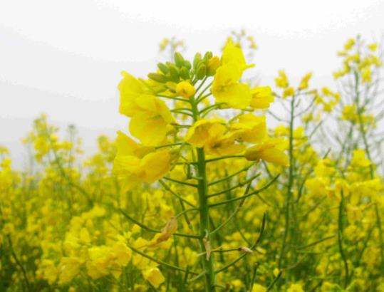 婺源油菜花有幾處?婺源油菜花的花期是怎么樣的 婺源油菜花有幾處?婺源油菜花的花期是怎么樣的