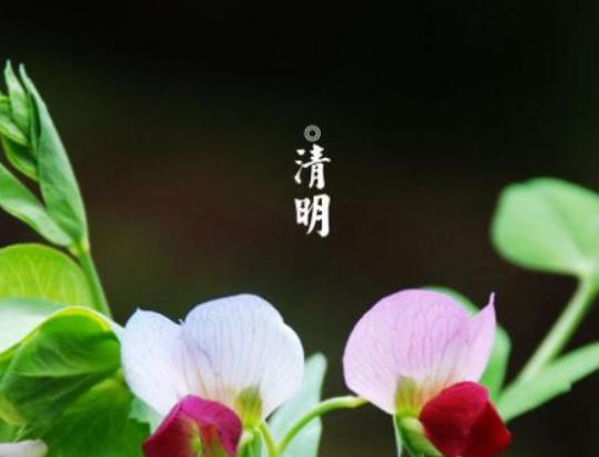 清明節(jié)祭祀用的花有什么講究?清明祭掃常用花卉有哪些 清明節(jié)祭祀用的花有什么講究?清明祭掃常用花卉有哪些
