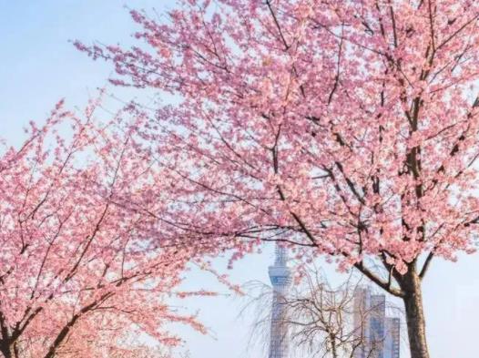 2023年4月份武漢還有櫻花嗎?2023年武漢櫻花節是幾月份 2023年4月份武漢還有櫻花嗎?2023年武漢櫻花節是幾月份