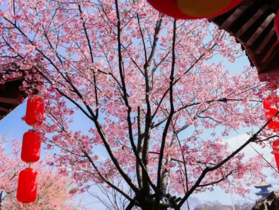 武漢櫻花節什么時候開始?去武漢看櫻花時間一覽 武漢櫻花節什么時候開始?去武漢看櫻花時間一覽