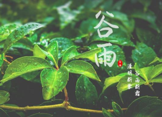 為什么谷雨前后幾天就愛下雨?2023谷雨過后還會下霜嗎 為什么谷雨前后幾天就愛下雨?2023谷雨過后還會下霜嗎