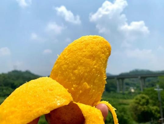 芒果用塑料袋密封能催熟嗎?芒果切一半放冰箱明天可以吃嗎 芒果用塑料袋密封能催熟嗎?芒果切一半放冰箱明天可以吃嗎
