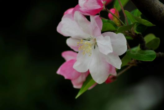 喵街種的花多久可以領(lǐng)到?喵街免費領(lǐng)花是真的還是假的 喵街種的花多久可以領(lǐng)到?喵街免費領(lǐng)花是真的還是假的