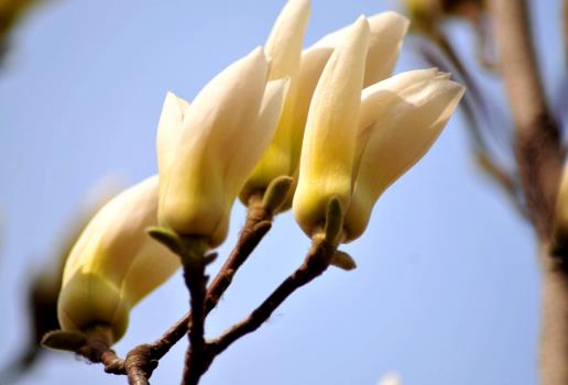 喵街免費(fèi)領(lǐng)花怎么領(lǐng)?喵街種的花怎么快速完成 喵街免費(fèi)領(lǐng)花怎么領(lǐng)?喵街種的花怎么快速完成