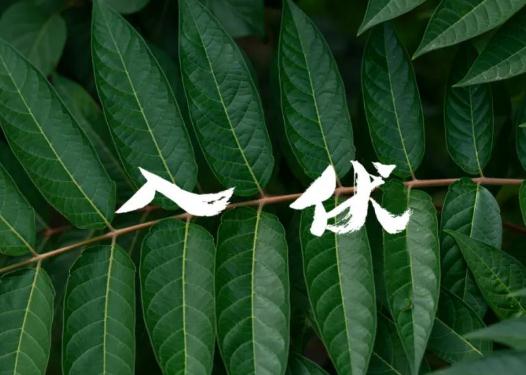 2023年三伏天是什么時候開始?三伏天中伏熱還是末伏熱 2023年三伏天是什么時候開始?三伏天中伏熱還是末伏熱