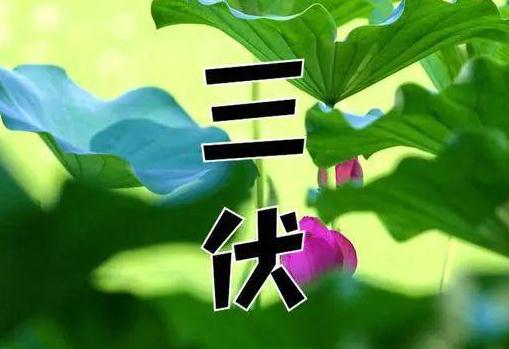 三伏天過了是不是就涼快了?2023年三伏天比2022年三伏天熱嗎 三伏天過了是不是就涼快了?2023年三伏天比2022年三伏天熱嗎