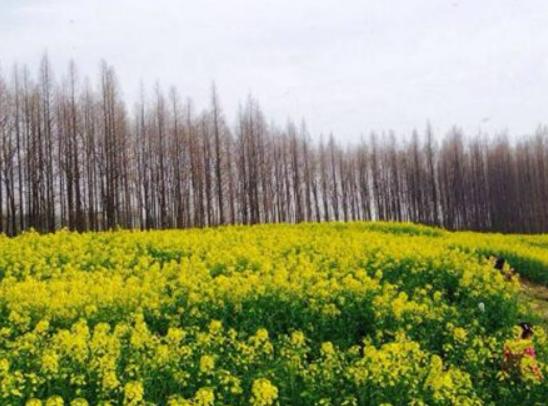 潛江最好玩的地方排行榜,曹禺紀(jì)念館、龍灣遺址展示園藝術(shù)價值高 潛江最好玩的地方排行榜,曹禺紀(jì)念館、龍灣遺址展示園藝術(shù)價值高