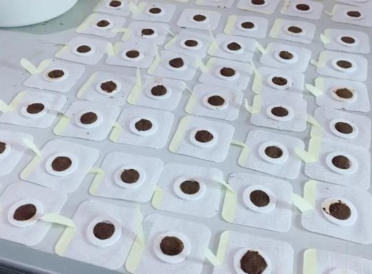 三伏貼錯過了頭伏怎么辦?三伏貼怎么貼效果好 三伏貼錯過了頭伏怎么辦?三伏貼怎么貼效果好