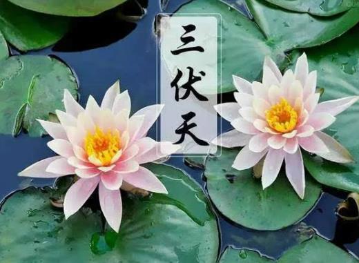 三伏天曬背后可以喝金銀花茶嗎?曬背后多久可以吃西瓜 三伏天曬背后可以喝金銀花茶嗎?曬背后多久可以吃西瓜