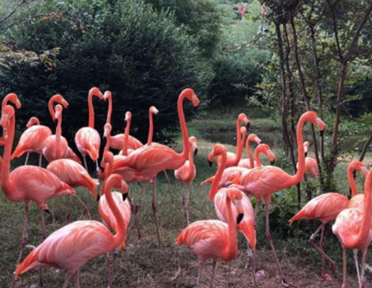 中國十大森林動物園,廣州長隆野生動物園、北京大興野生動物園知名度高 中國十大森林動物園,廣州長隆野生動物園、北京大興野生動物園知名度高