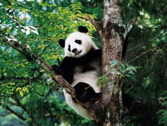 全球最呆萌動物排行榜,龍貓被刻畫為動漫角色、考拉一整天都在睡覺 全球最呆萌動物排行榜,龍貓被刻畫為動漫角色、考拉一整天都在睡覺