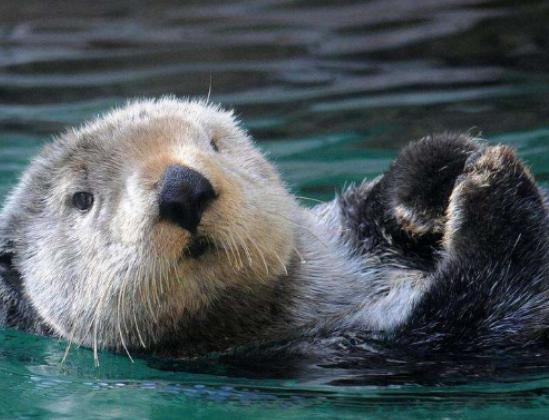 全球最呆萌動物排行榜,龍貓被刻畫為動漫角色、考拉一整天都在睡覺 全球最呆萌動物排行榜,龍貓被刻畫為動漫角色、考拉一整天都在睡覺