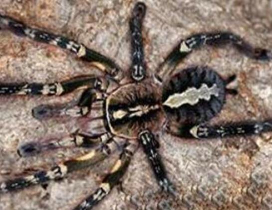 世界最毒十大蜘蛛,紅寡婦蜘蛛不主動攻擊、悉尼漏斗網蛛可能會致命 世界最毒十大蜘蛛,紅寡婦蜘蛛不主動攻擊、悉尼漏斗網蛛可能會致命