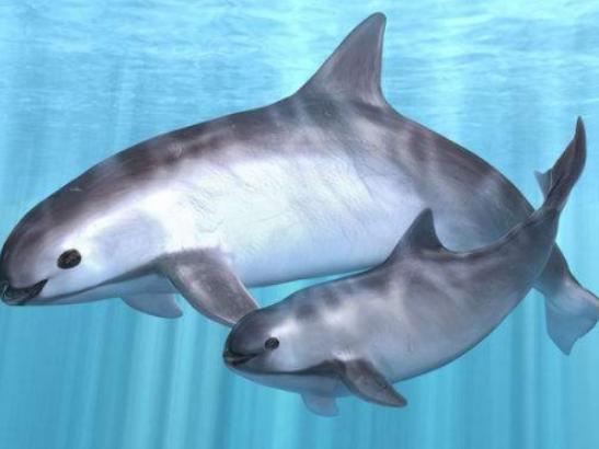 世界十大最稀有的動物排名,爪哇犀牛全球僅存35頭、遠東豹現(xiàn)存約10只 世界十大最稀有的動物排名,爪哇犀牛全球僅存35頭、遠東豹現(xiàn)存約10只