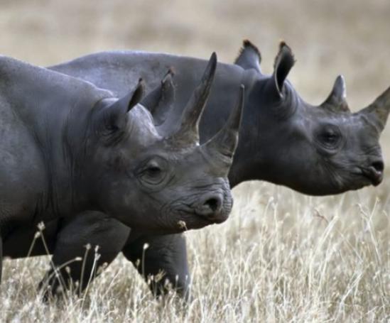 世界十大最稀有的動物排名,爪哇犀牛全球僅存35頭、遠東豹現(xiàn)存約10只 世界十大最稀有的動物排名,爪哇犀牛全球僅存35頭、遠東豹現(xiàn)存約10只