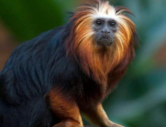 世界十大最稀有的動物排名,爪哇犀牛全球僅存35頭、遠東豹現(xiàn)存約10只 世界十大最稀有的動物排名,爪哇犀牛全球僅存35頭、遠東豹現(xiàn)存約10只