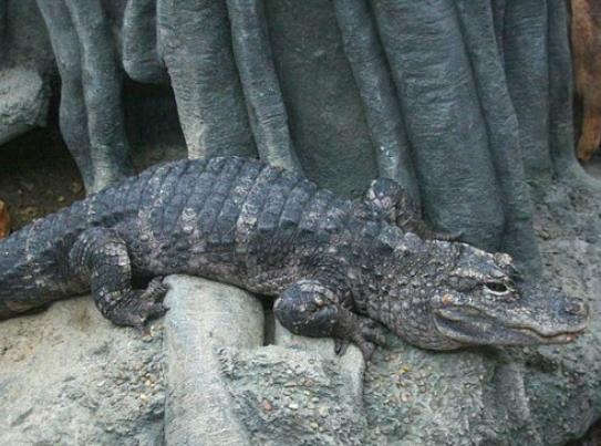 世界十大最稀有的動物排名,爪哇犀牛全球僅存35頭、遠東豹現(xiàn)存約10只 世界十大最稀有的動物排名,爪哇犀牛全球僅存35頭、遠東豹現(xiàn)存約10只