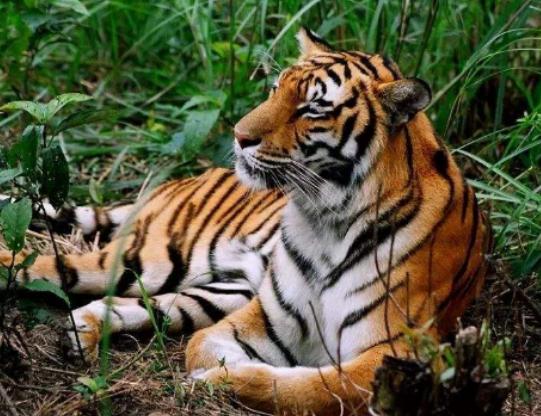 世界十大最稀有的動物排名,爪哇犀牛全球僅存35頭、遠東豹現(xiàn)存約10只 世界十大最稀有的動物排名,爪哇犀牛全球僅存35頭、遠東豹現(xiàn)存約10只