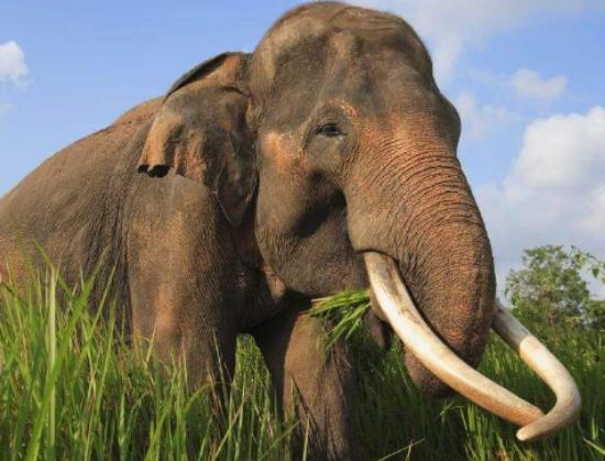世界十大最稀有的動物排名,爪哇犀牛全球僅存35頭、遠東豹現(xiàn)存約10只 世界十大最稀有的動物排名,爪哇犀牛全球僅存35頭、遠東豹現(xiàn)存約10只