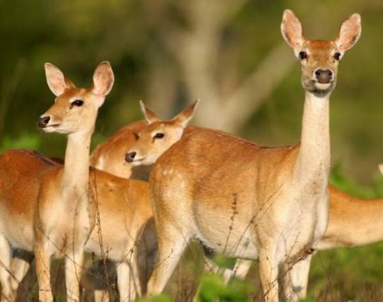 世界十大最稀有的動物排名,爪哇犀牛全球僅存35頭、遠東豹現(xiàn)存約10只 世界十大最稀有的動物排名,爪哇犀牛全球僅存35頭、遠東豹現(xiàn)存約10只