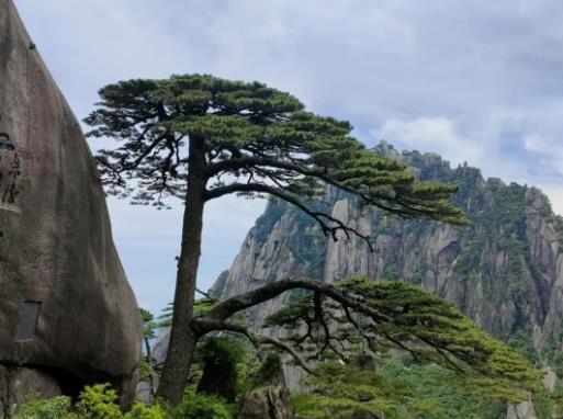 黃山云海出現在什么天氣?黃山云海在哪個景點看 黃山云海出現在什么天氣?黃山云海在哪個景點看