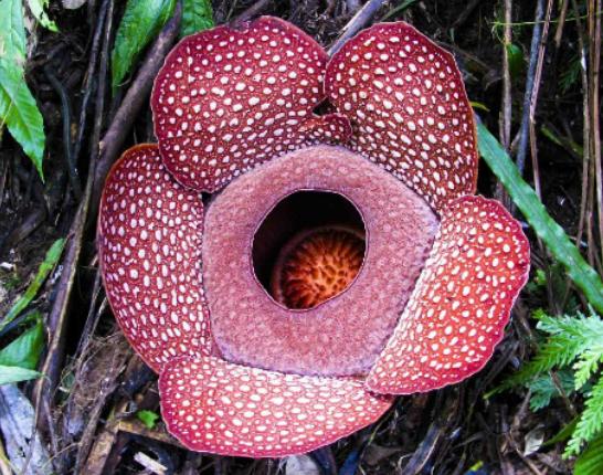世界十大危險的植物,壞女人花汁液毒性強、大王花體型龐大 世界十大危險的植物,壞女人花汁液毒性強、大王花體型龐大