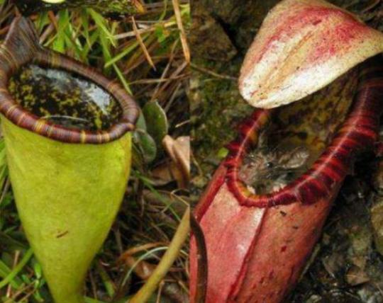 世界十大危險的植物,壞女人花汁液毒性強、大王花體型龐大 世界十大危險的植物,壞女人花汁液毒性強、大王花體型龐大