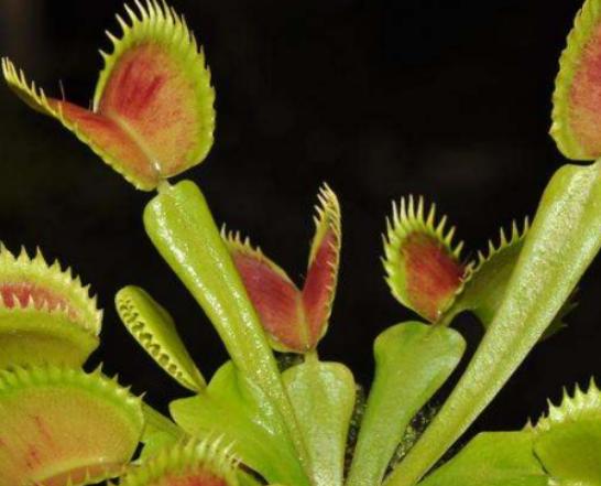 世界十大危險的植物,壞女人花汁液毒性強、大王花體型龐大 世界十大危險的植物,壞女人花汁液毒性強、大王花體型龐大