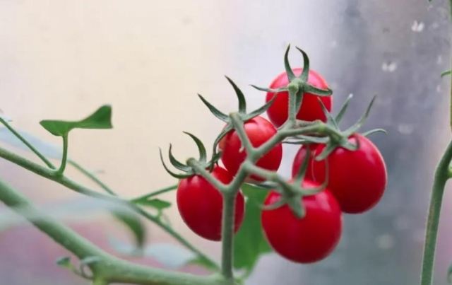 番茄怎么吃抗氧化能力更強(qiáng) 番茄和維他命E哪個抗氧化更強(qiáng) 番茄怎么吃抗氧化能力更強(qiáng) 番茄和維他命E哪個抗氧化更強(qiáng)