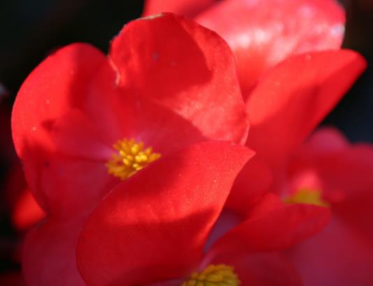 海棠不開花光長葉子是怎么回事?海棠花枝頭枯萎是怎么回事 海棠不開花光長葉子是怎么回事?海棠花枝頭枯萎是怎么回事