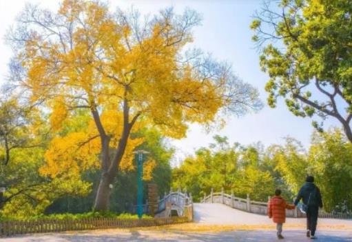 深圳11月份天氣怎么樣?深圳每年什么時候開始降溫 深圳11月份天氣怎么樣?深圳每年什么時候開始降溫