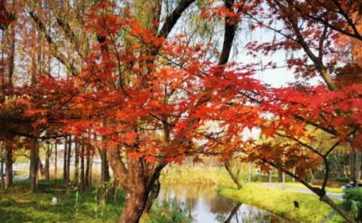 上海冬天應該蓋什么樣的被子?上海冬天零下8度正常嗎 上海冬天應該蓋什么樣的被子?上海冬天零下8度正常嗎