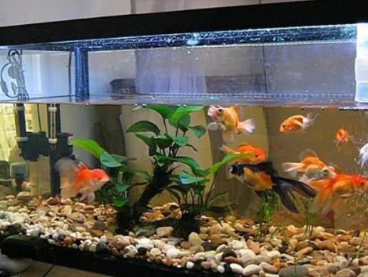 魚養(yǎng)久了會有靈性嗎?一米的魚缸用多大的加熱棒 魚養(yǎng)久了會有靈性嗎?一米的魚缸用多大的加熱棒