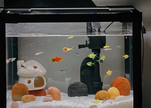 魚養多大有靈氣?一米的魚缸一個月用多少電 魚養多大有靈氣?一米的魚缸一個月用多少電