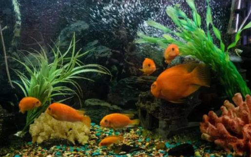養(yǎng)魚的氣運(yùn)有什么講究?玄關(guān)能放小魚缸嗎 養(yǎng)魚的氣運(yùn)有什么講究?玄關(guān)能放小魚缸嗎