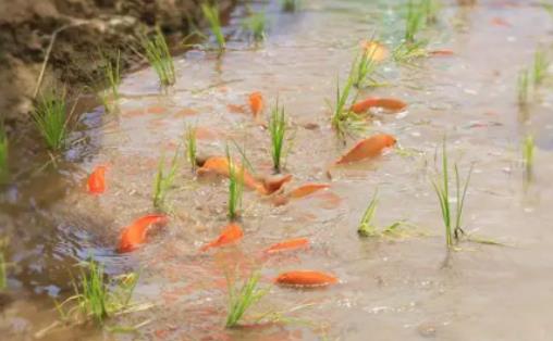 三畝魚塘養魚一年能賺多少錢?魚塘養殖什么魚最賺錢 三畝魚塘養魚一年能賺多少錢?魚塘養殖什么魚最賺錢