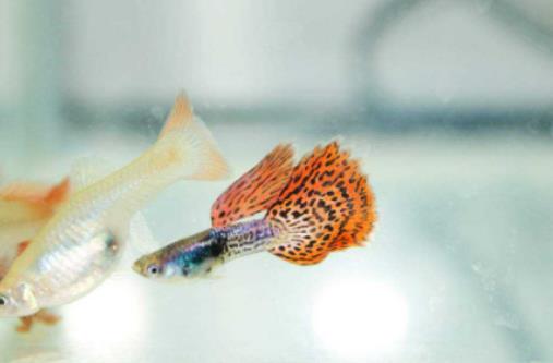 觀賞魚(yú)爛肉會(huì)傳染嗎?金魚(yú)怎么喂不飽呢 觀賞魚(yú)爛肉會(huì)傳染嗎?金魚(yú)怎么喂不飽呢