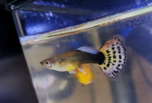 老魚欺負(fù)新魚多久能好?養(yǎng)金魚的自來水要放幾天 老魚欺負(fù)新魚多久能好?養(yǎng)金魚的自來水要放幾天