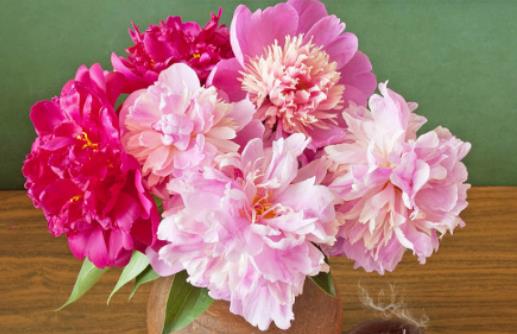 為什么家里不能養(yǎng)芍藥花?芍藥花怎么插花瓶 為什么家里不能養(yǎng)芍藥花?芍藥花怎么插花瓶
