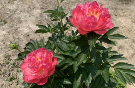 家里養(yǎng)芍藥花破財嗎?芍藥花插水里可以養(yǎng)幾天 家里養(yǎng)芍藥花破財嗎?芍藥花插水里可以養(yǎng)幾天