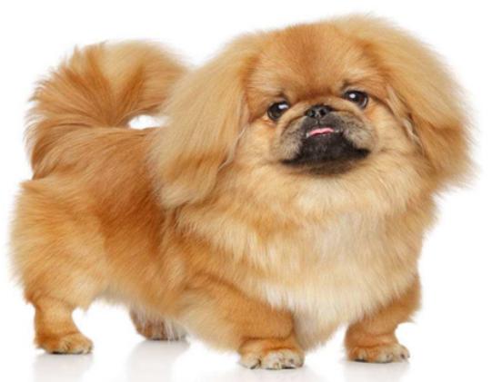 十大最可愛的小型犬排行榜,泰迪可愛活潑、博美造型可多變 十大最可愛的小型犬排行榜,泰迪可愛活潑、博美造型可多變