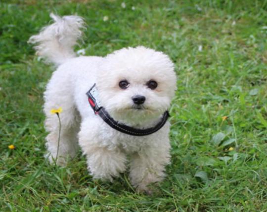 十大最可愛的小型犬排行榜,泰迪可愛活潑、博美造型可多變 十大最可愛的小型犬排行榜,泰迪可愛活潑、博美造型可多變