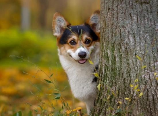 十大最可愛的小型犬排行榜,泰迪可愛活潑、博美造型可多變 十大最可愛的小型犬排行榜,泰迪可愛活潑、博美造型可多變
