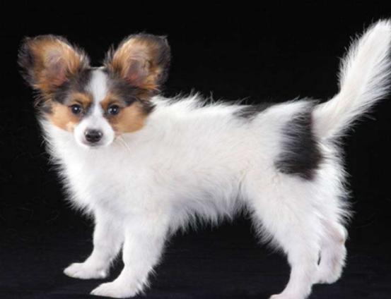 十大最可愛的小型犬排行榜,泰迪可愛活潑、博美造型可多變 十大最可愛的小型犬排行榜,泰迪可愛活潑、博美造型可多變