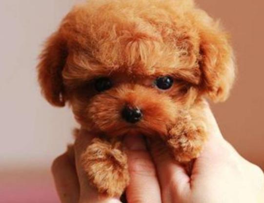 十大最可愛的小型犬排行榜,泰迪可愛活潑、博美造型可多變 十大最可愛的小型犬排行榜,泰迪可愛活潑、博美造型可多變
