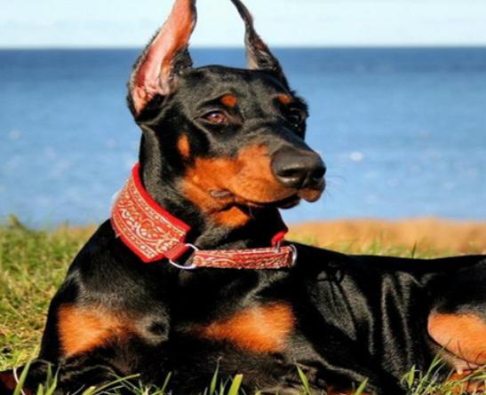 十大最忠實的狗狗排名,松獅犬讓人忍俊不禁、蘇格蘭牧羊犬很有耐心 十大最忠實的狗狗排名,松獅犬讓人忍俊不禁、蘇格蘭牧羊犬很有耐心