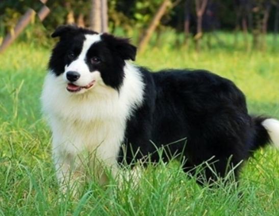 十大最忠實的狗狗排名,松獅犬讓人忍俊不禁、蘇格蘭牧羊犬很有耐心 十大最忠實的狗狗排名,松獅犬讓人忍俊不禁、蘇格蘭牧羊犬很有耐心